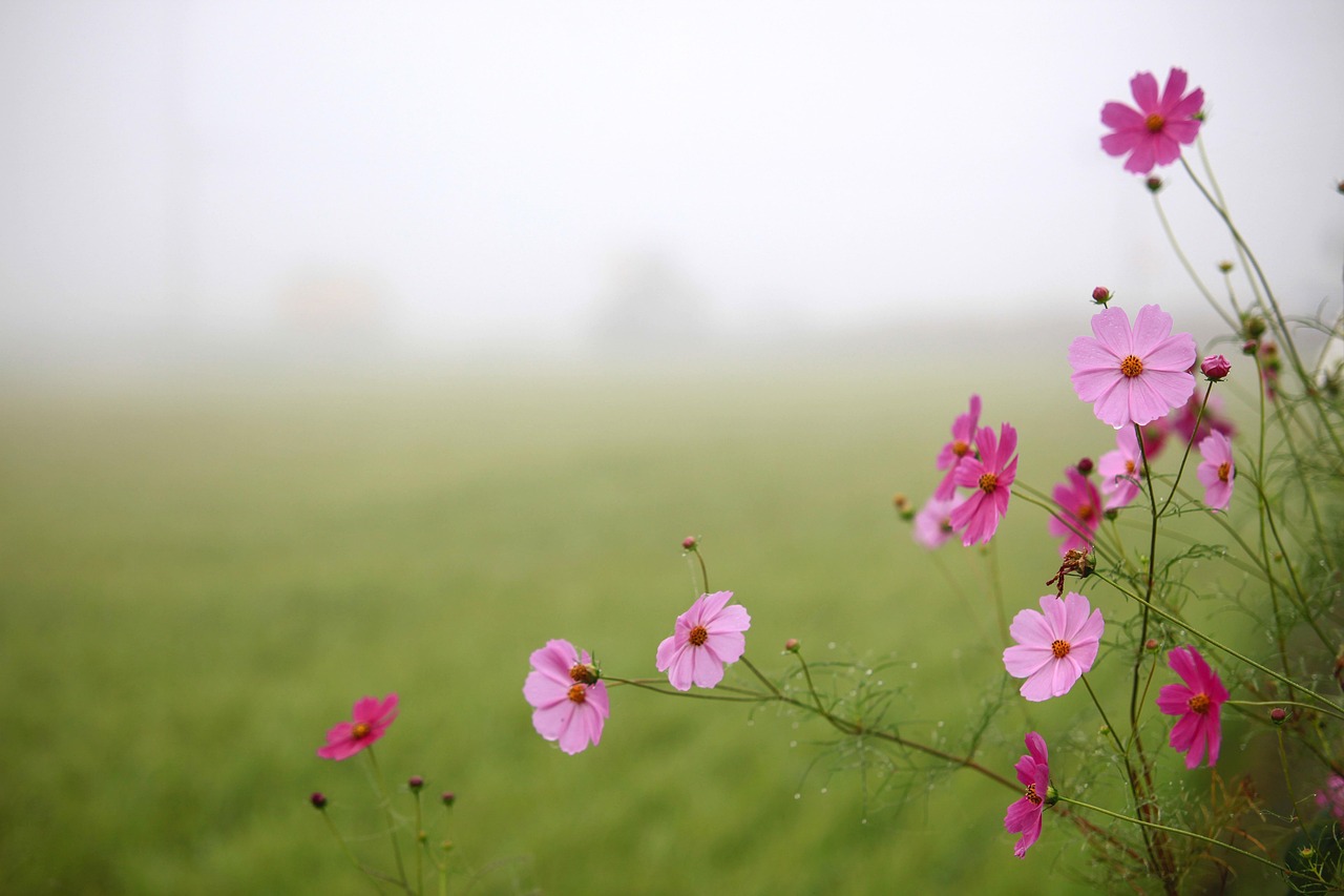 2025 涼風 | Fading Summer